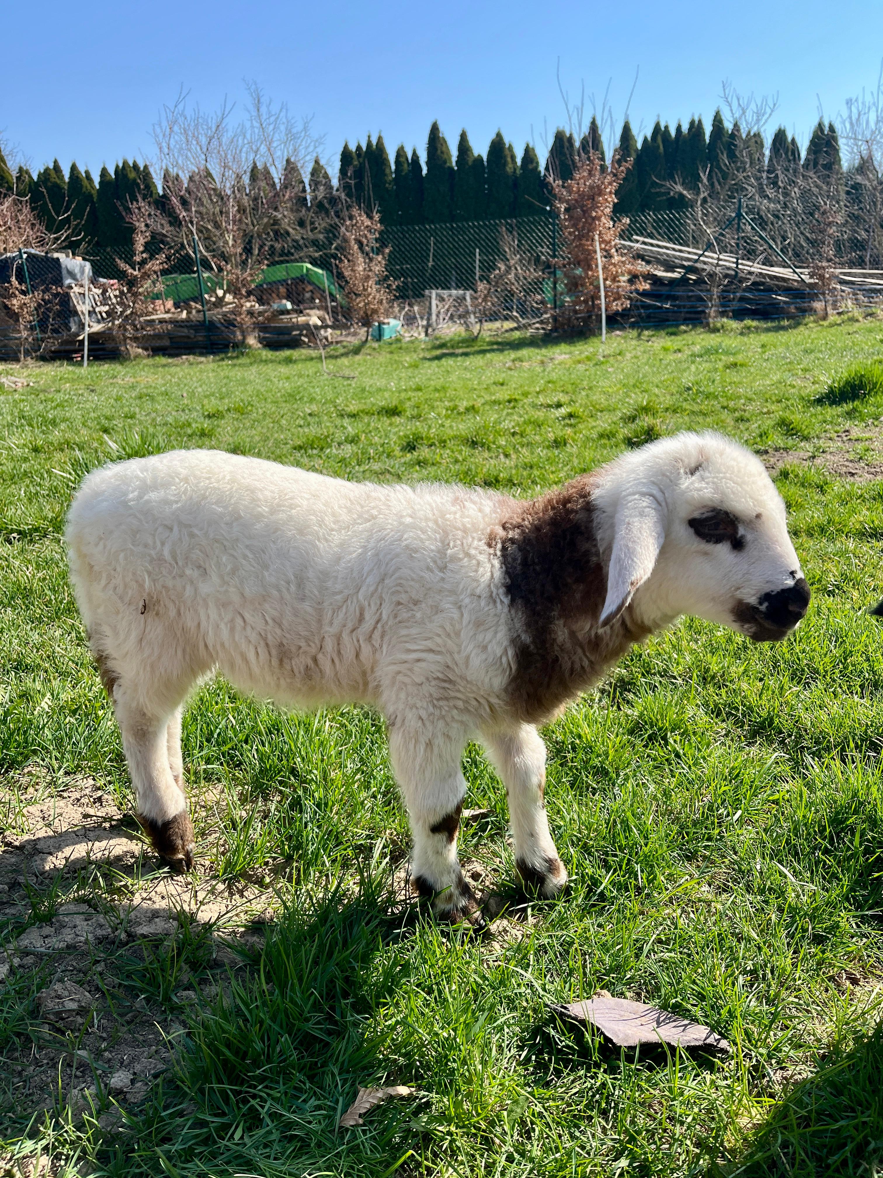 WhatsApp Image 2026-03-19 at 18.12.40